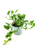 N' Joy Pothos - Green Fresh Florals + Plants
