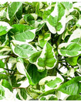 N' Joy Pothos - Green Fresh Florals + Plants