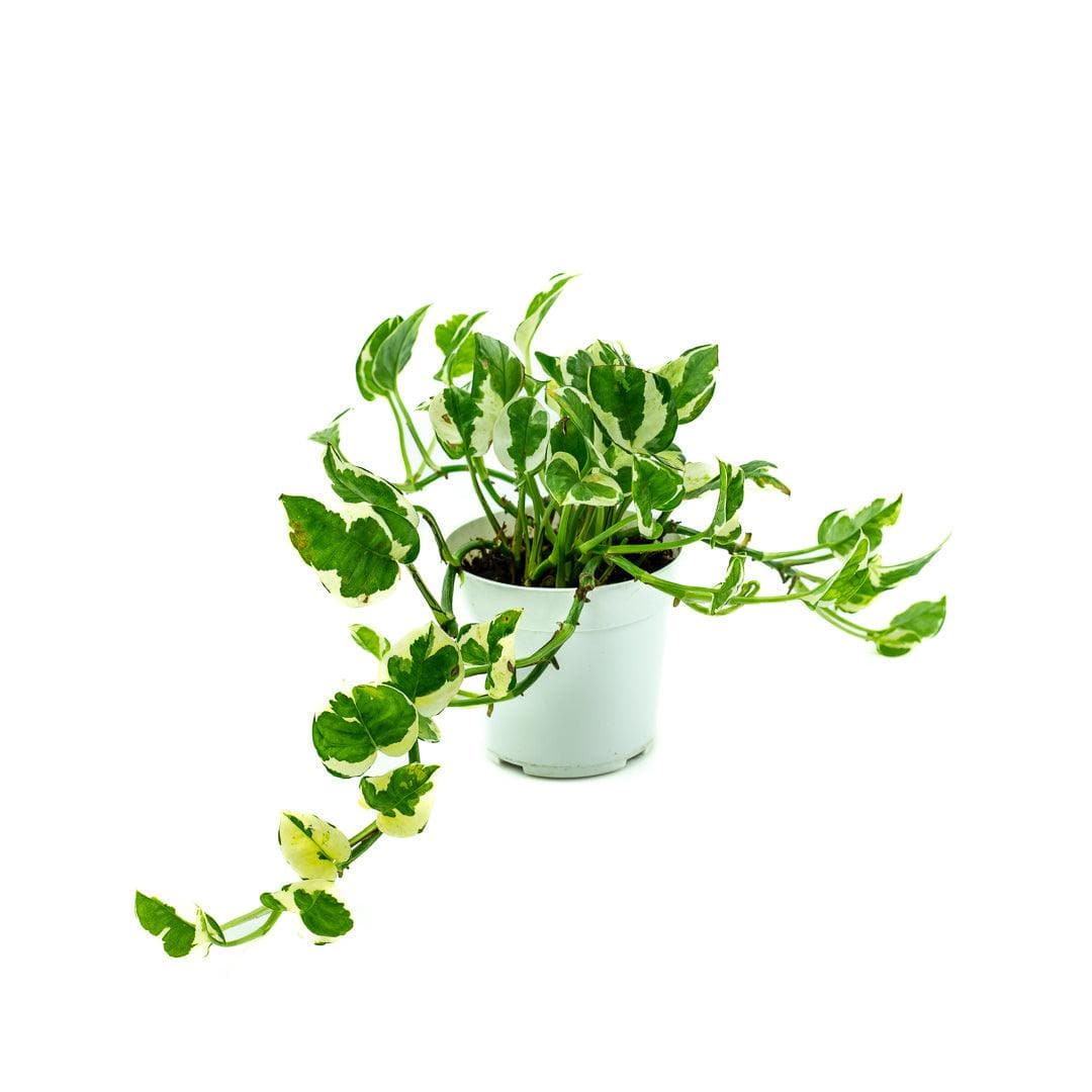 N&#39; Joy Pothos - Green Fresh Florals + Plants