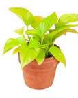 Neon Pothos - Green Fresh Florals + Plants