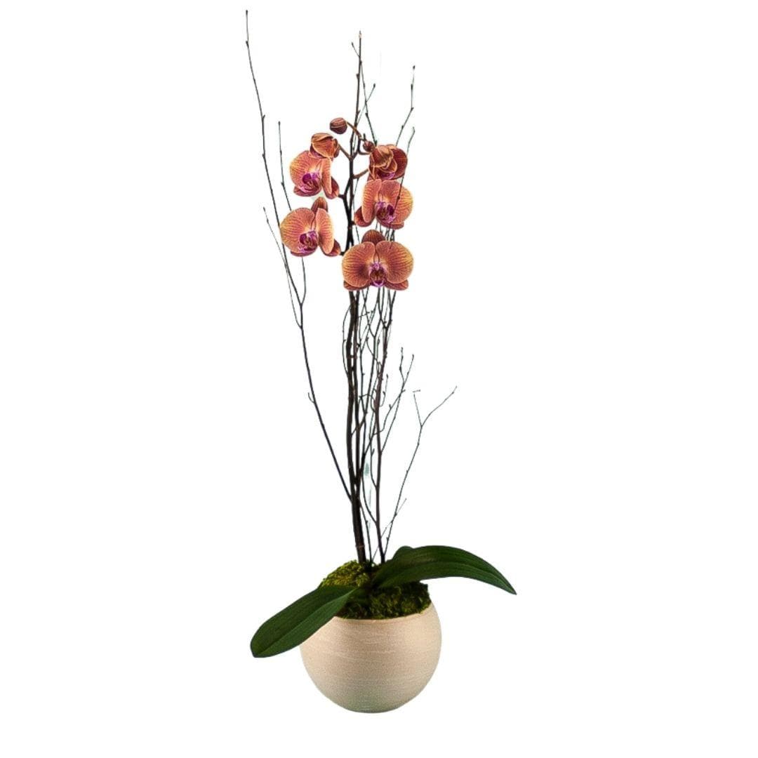 Novelty Potted Orchid - Green Fresh Florals + Plants