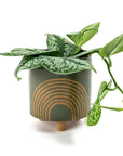 Olive Rainbow Stoneware Planter - Green Fresh Florals + Plants