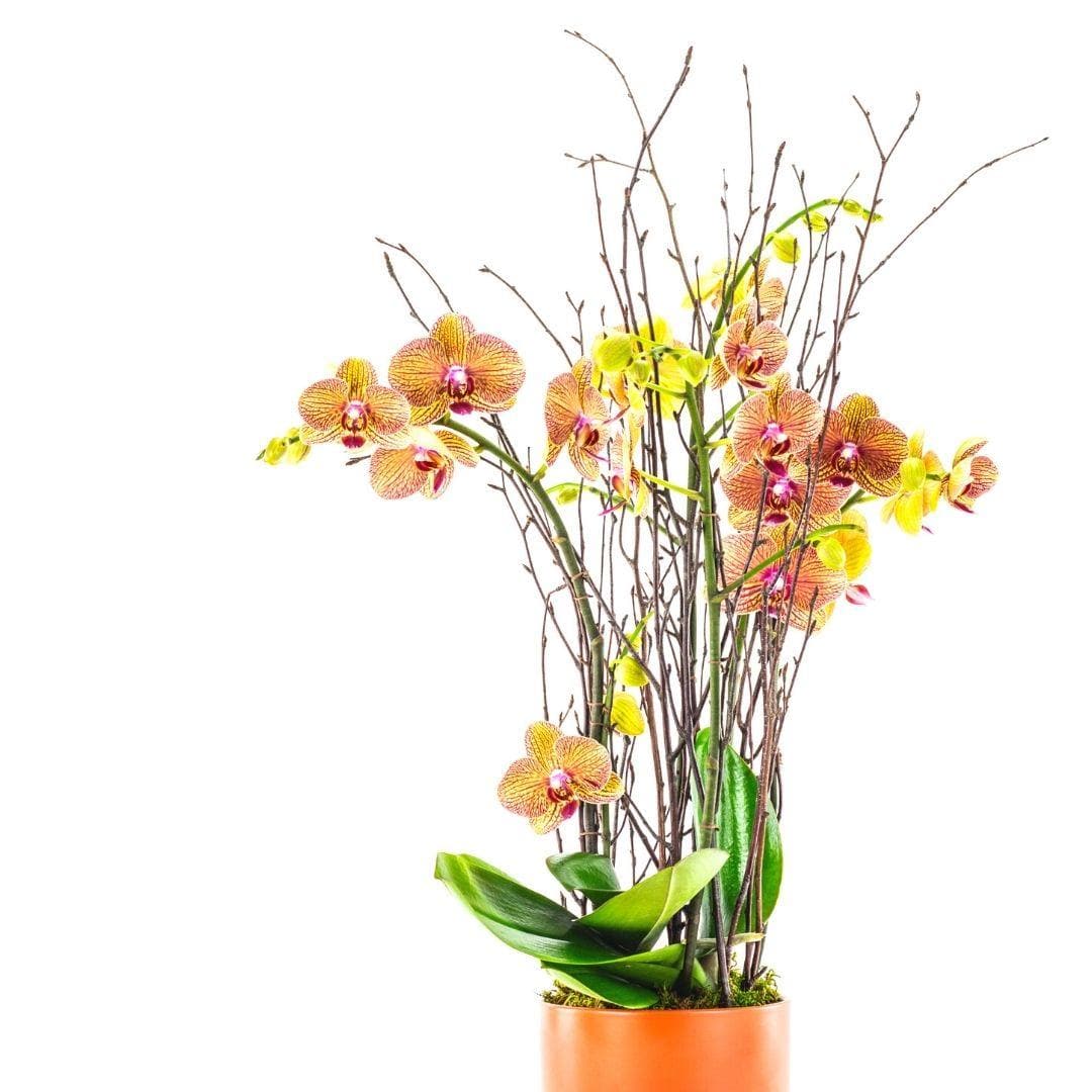 Orange Orchid Planting - Green Fresh Florals + Plants