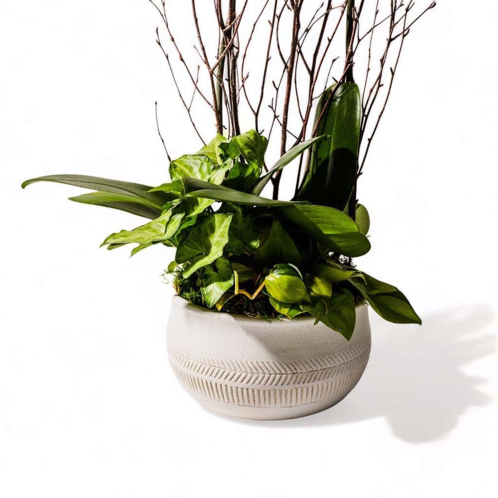 Orchid Dish Garden - Green Fresh Florals + Plants