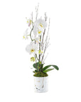 Orchid + Marble Planting - Green Fresh Florals + Plants