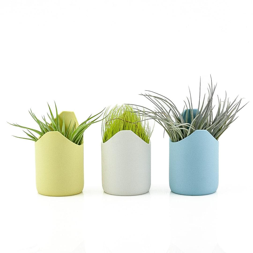 Pastel Air Plant Trio - Green Fresh Florals + Plants