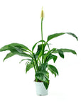 Peace Lily - Green Fresh Florals + Plants