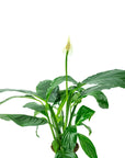 Peace Lily - Green Fresh Florals + Plants