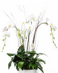Peaceful Orchid Planting - Green Fresh Florals + Plants