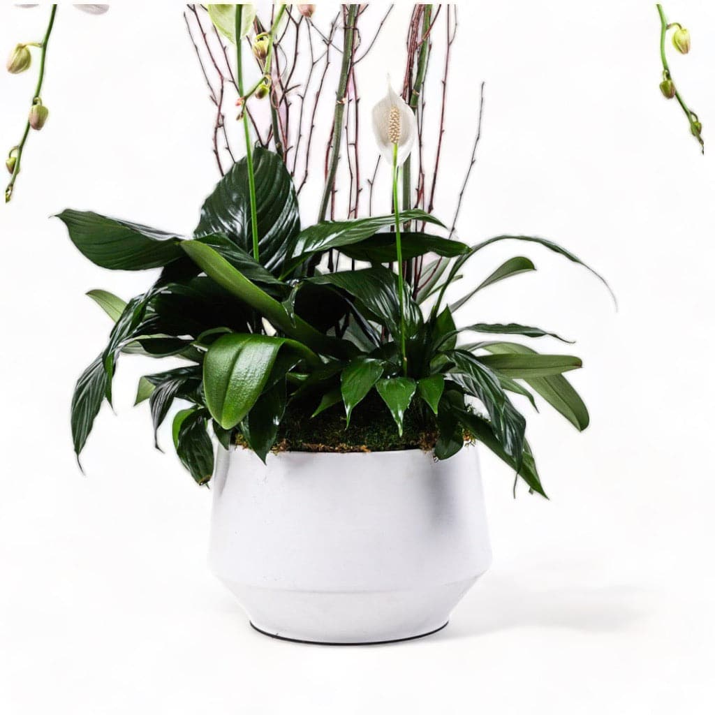 Peaceful Orchid Planting - Green Fresh Florals + Plants