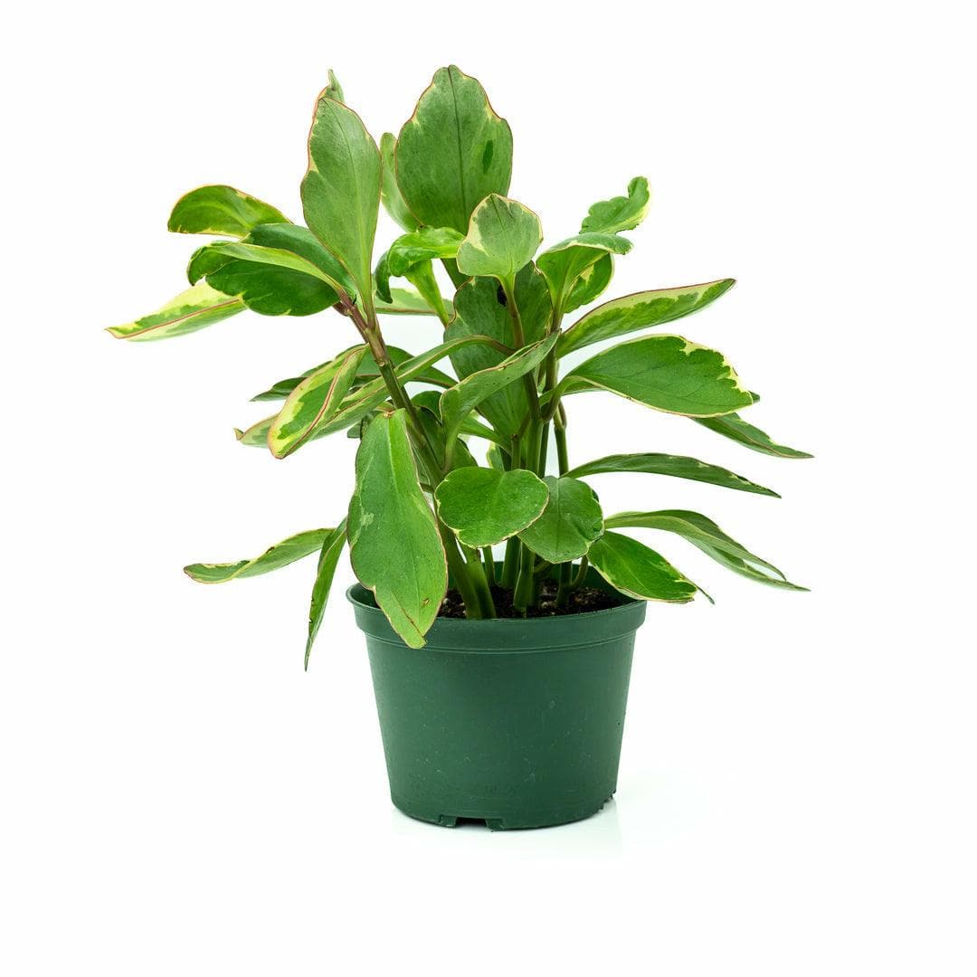 Peperomia Ginny - Green Fresh Florals + Plants