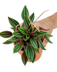 Peperomia Rosso - Green Fresh Florals + Plants