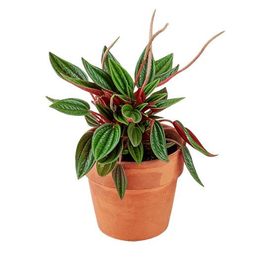 Peperomia Rosso - Green Fresh Florals + Plants