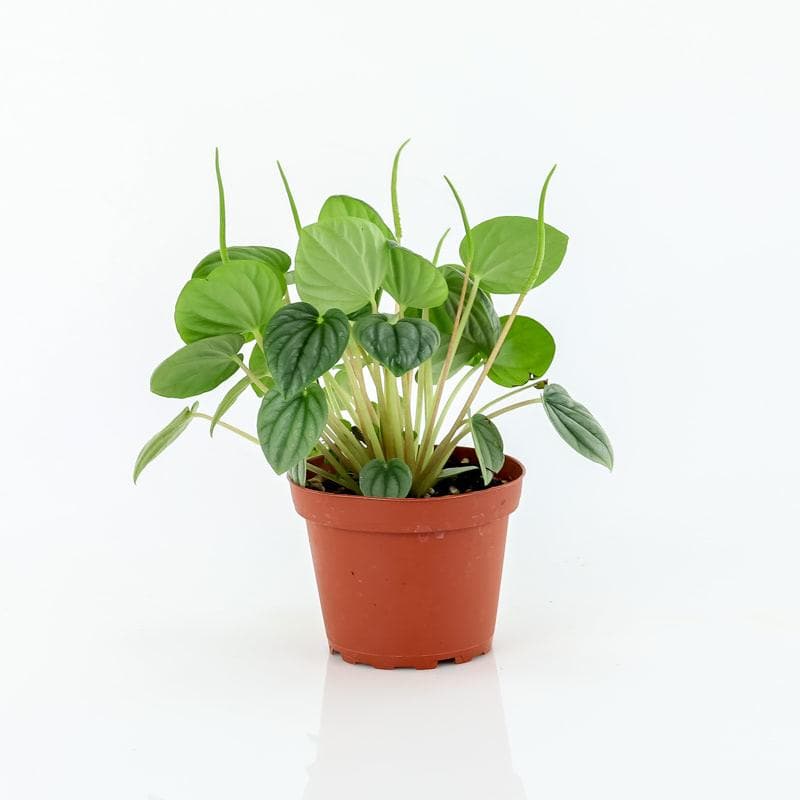 Peperomia Silver Frost - Green Fresh Florals + Plants