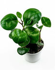 Pepper Face Peperomia - Green Fresh Florals + Plants