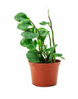 Pepper Face Peperomia - Green Fresh Florals + Plants