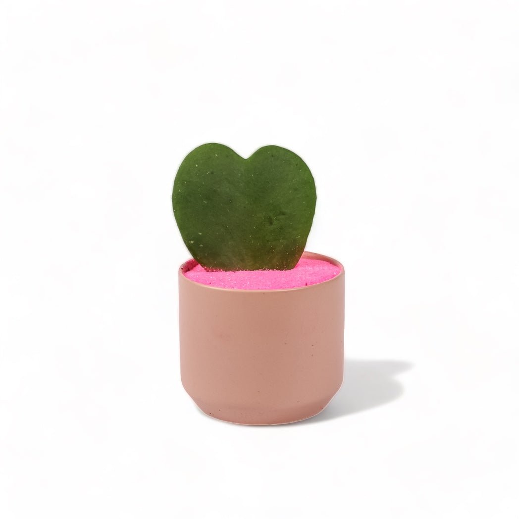 Petite Pink Hoya Planting - Green Fresh Florals + Plants