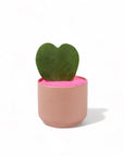Petite Pink Hoya Planting - Green Fresh Florals + Plants