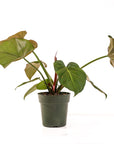 Philodendron Gloriosum - Green Fresh Florals + Plants