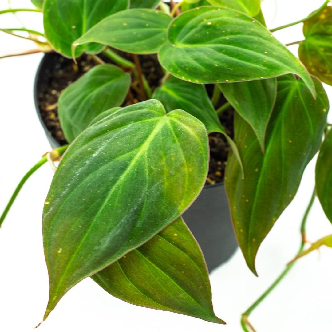 Philodendron Micans - Green Fresh Florals + Plants