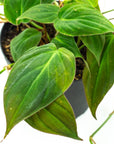 Philodendron Micans - Green Fresh Florals + Plants