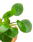 Pilea Peperomioides - Green Fresh Florals + Plants