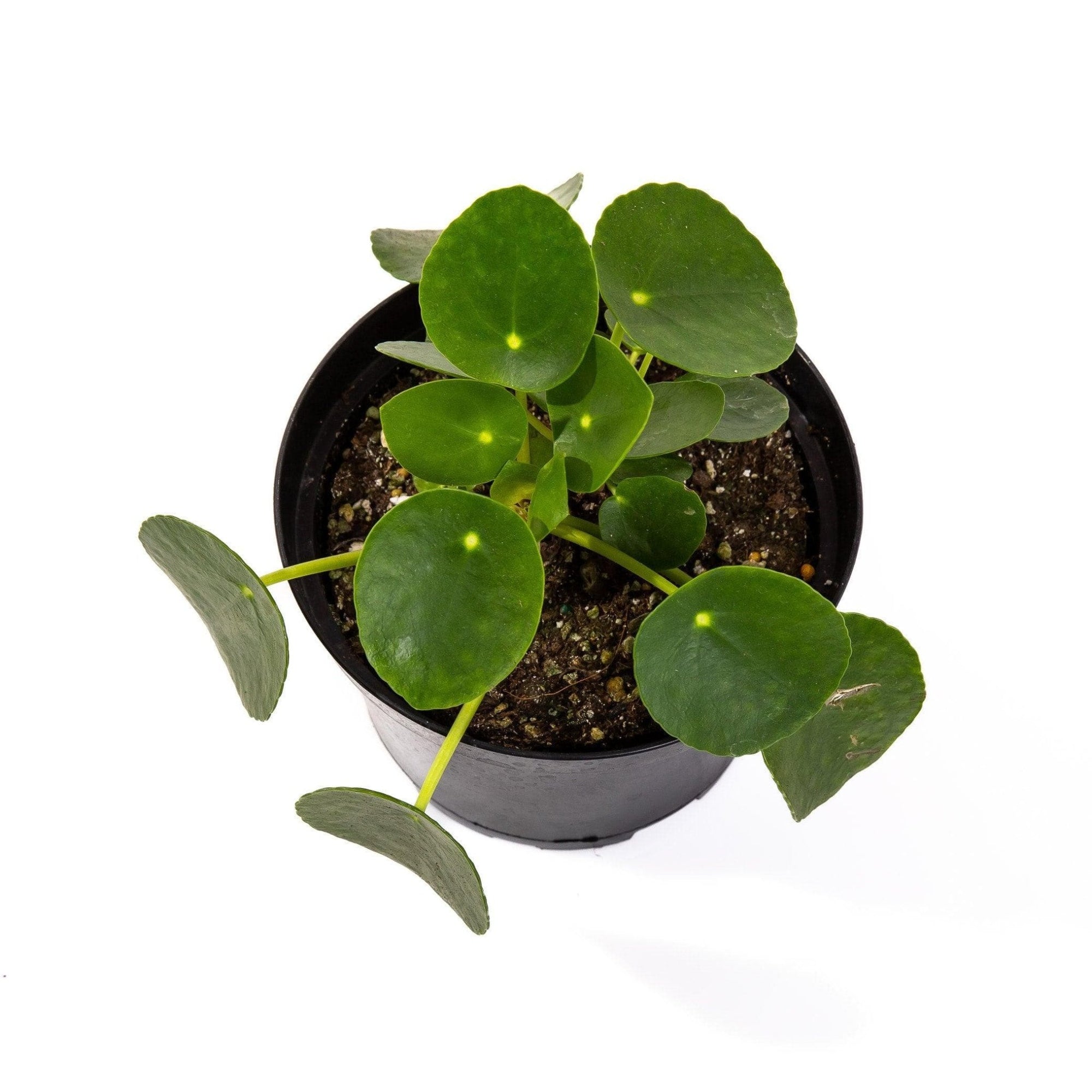 Pilea Peperomioides - Green Fresh Florals + Plants