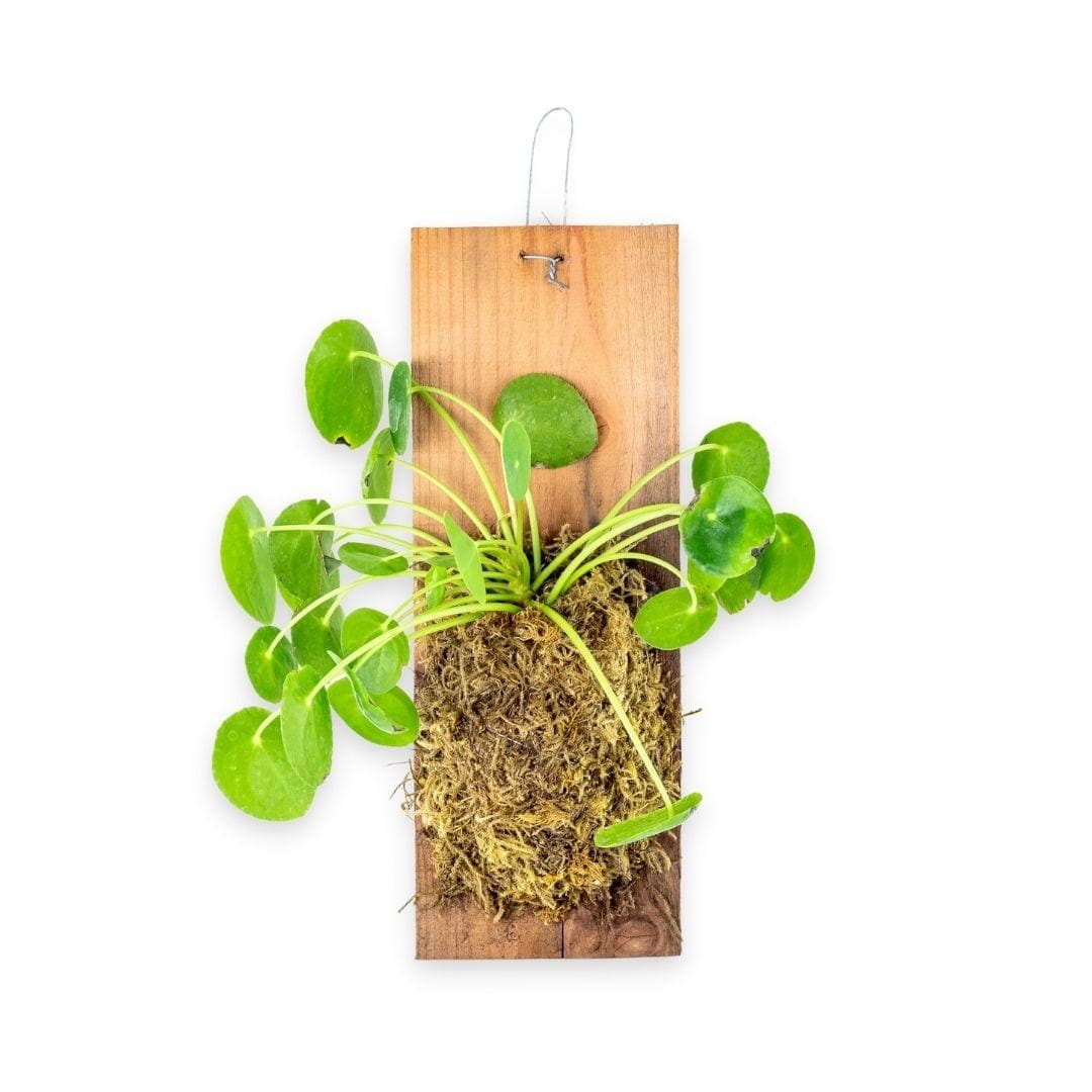 Pilea Peperomioides Plaque - Green Fresh Florals + Plants