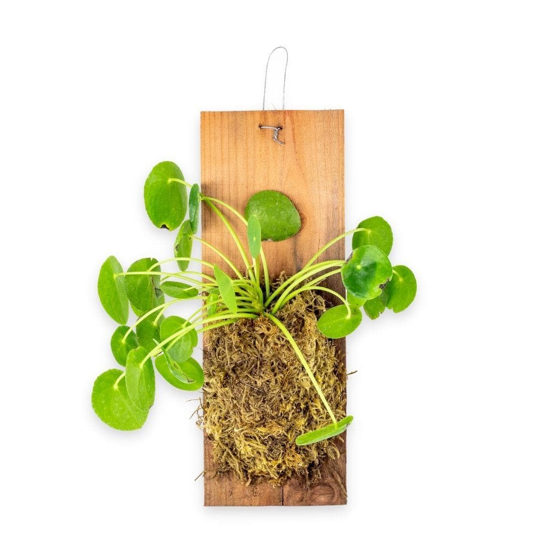 Pilea Peperomioides Plaque - Green Fresh Florals + Plants