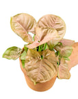 Pink Allusion Syngonium - Green Fresh Florals + Plants