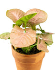 Pink Allusion Syngonium - Green Fresh Florals + Plants