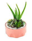 Pink Desert Gem Planting - Green Fresh Florals + Plants