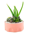 Pink Desert Gem Planting - Green Fresh Florals + Plants