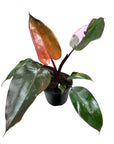 Pink Princess Philodendron - Green Fresh Florals + Plants