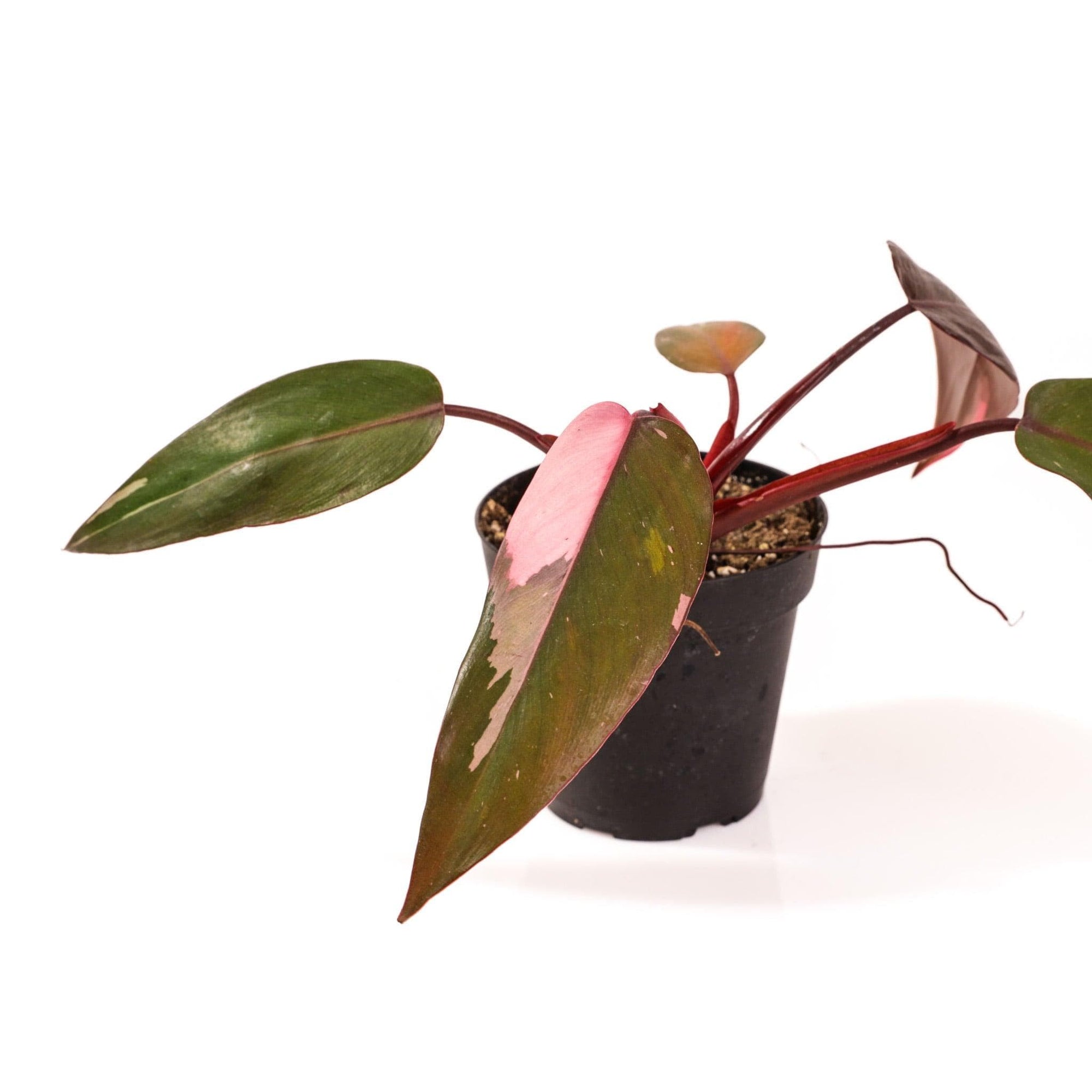 Pink Princess Philodendron - Green Fresh Florals + Plants