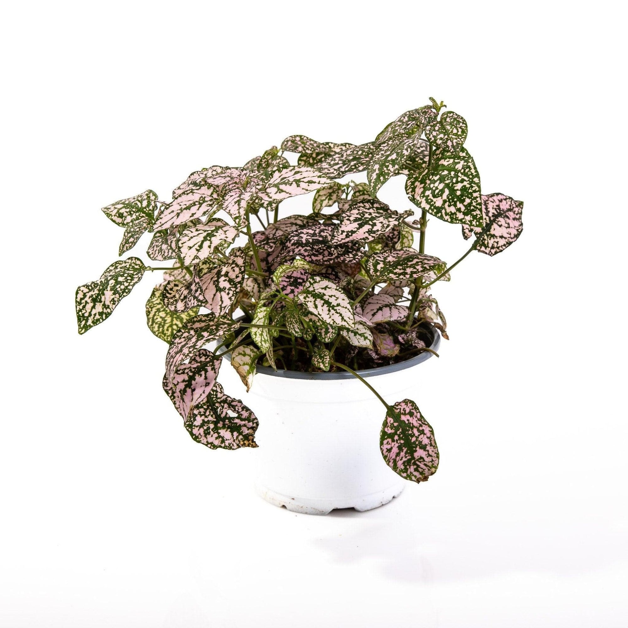 Polka Dot Plant - Green Fresh Florals + Plants