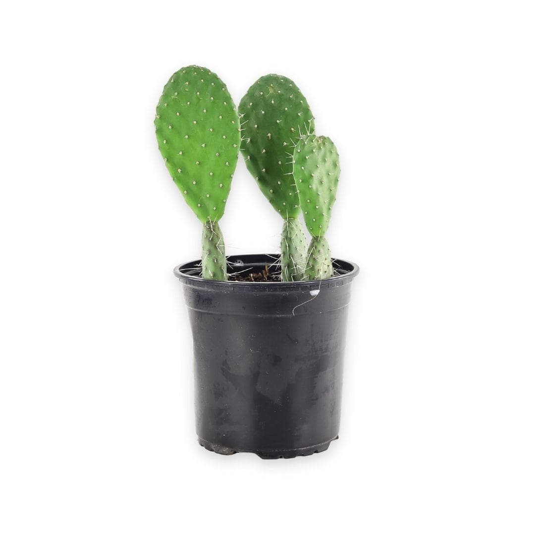 Prickly Pear Cactus - Green Fresh Florals + Plants