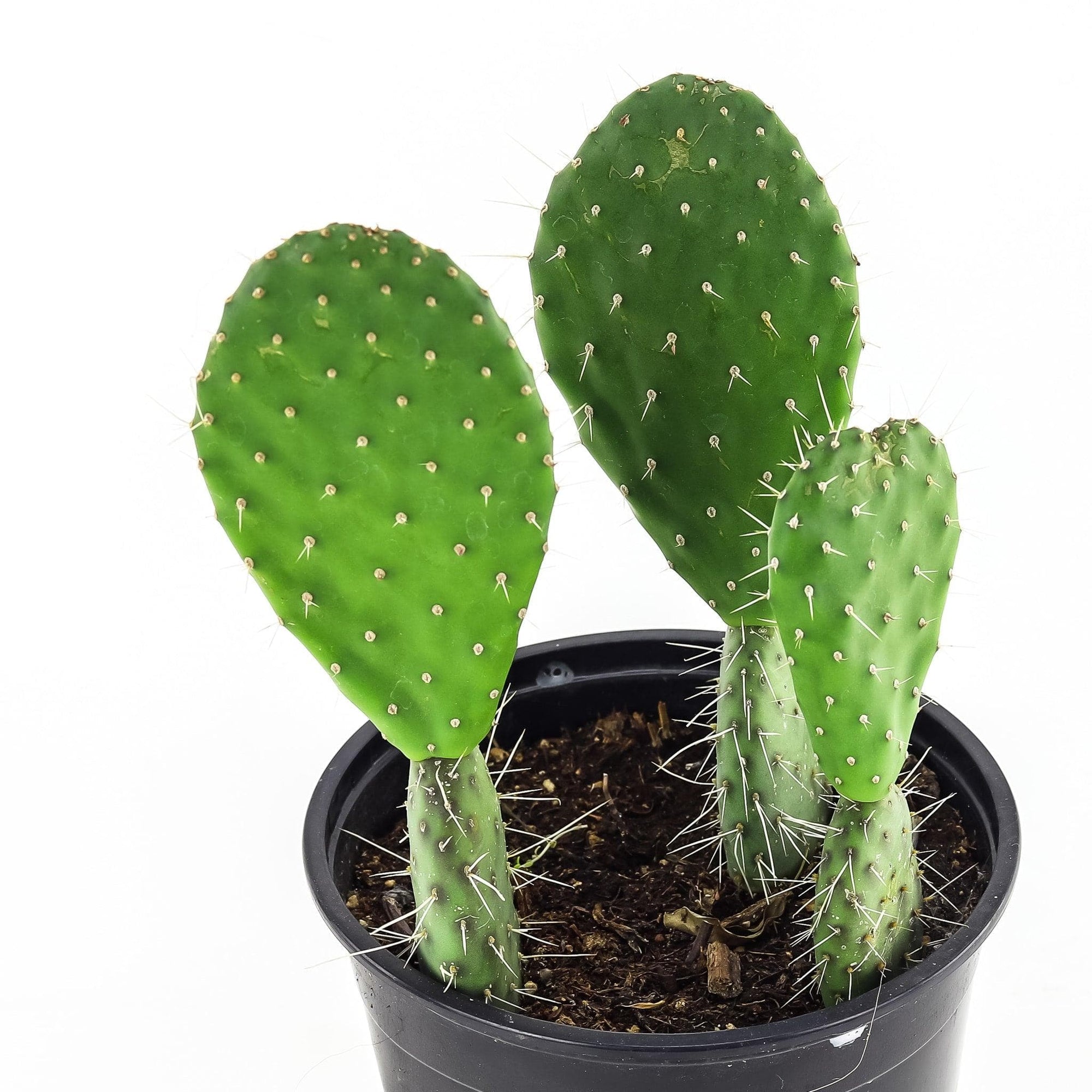 Prickly Pear Cactus - Green Fresh Florals + Plants