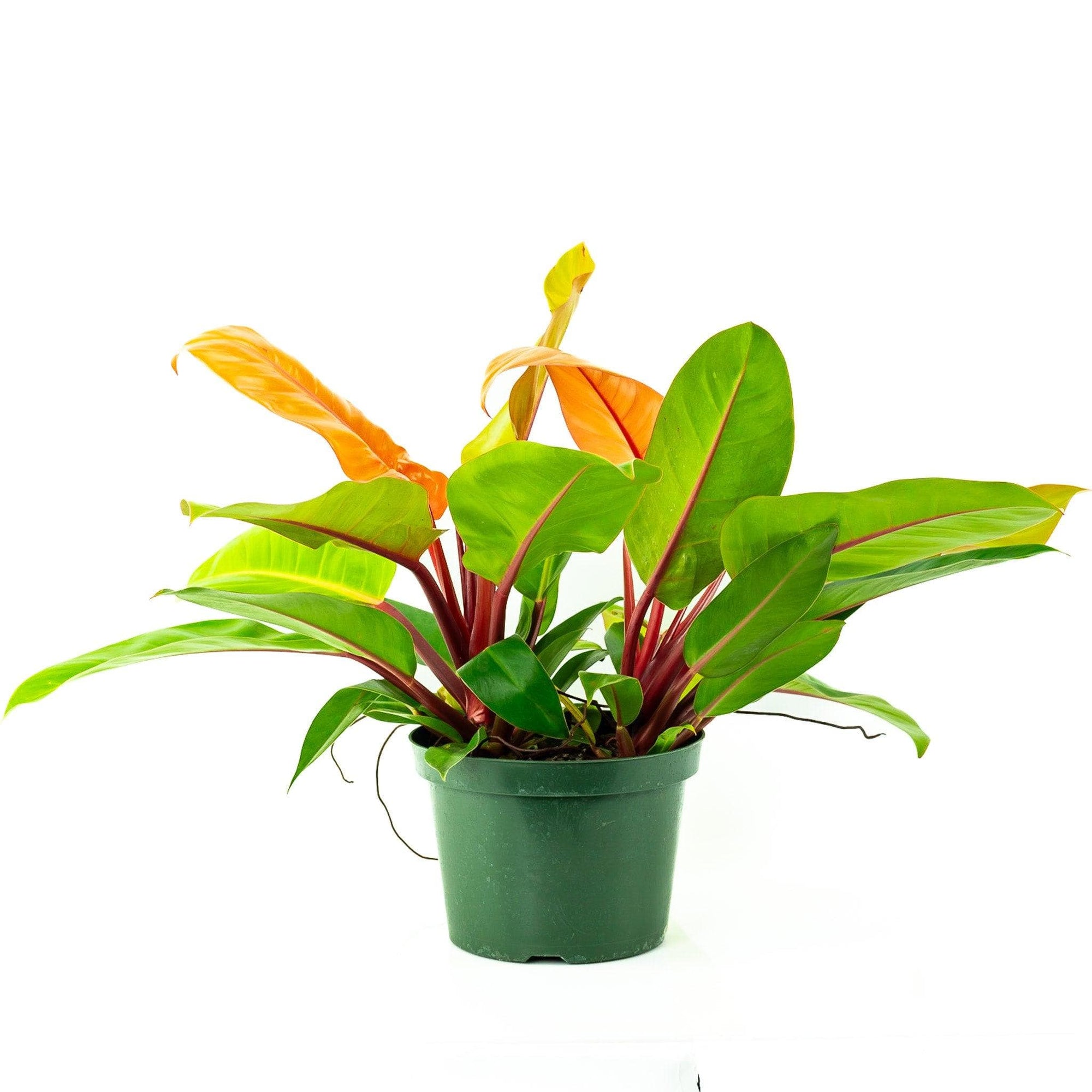 Prince of Orange Philodendron - Green Fresh Florals + Plants