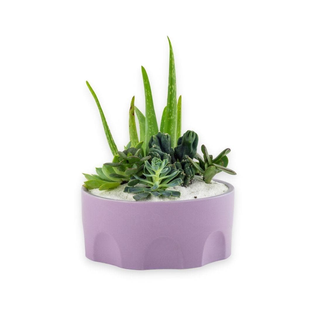 Purple Desert Gem Planting - Green Fresh Florals + Plants