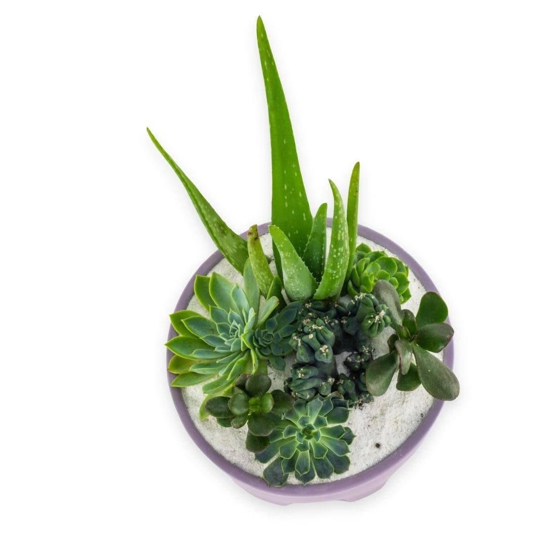 Purple Desert Gem Planting - Green Fresh Florals + Plants