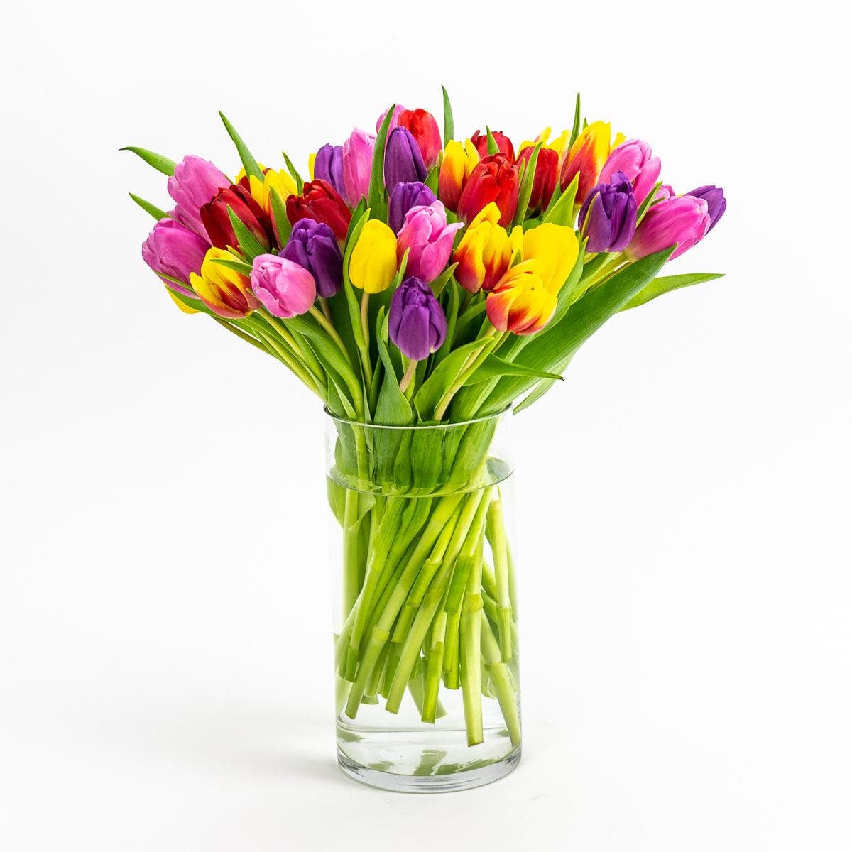 Rainbow Brite Tulips - Green Fresh Florals + Plants