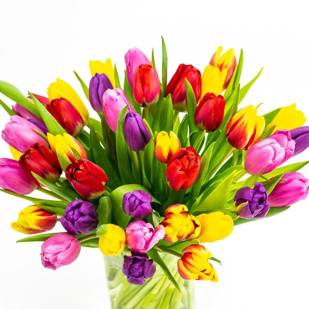 Rainbow Brite Tulips - Green Fresh Florals + Plants