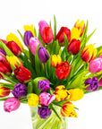 Rainbow Brite Tulips - Green Fresh Florals + Plants