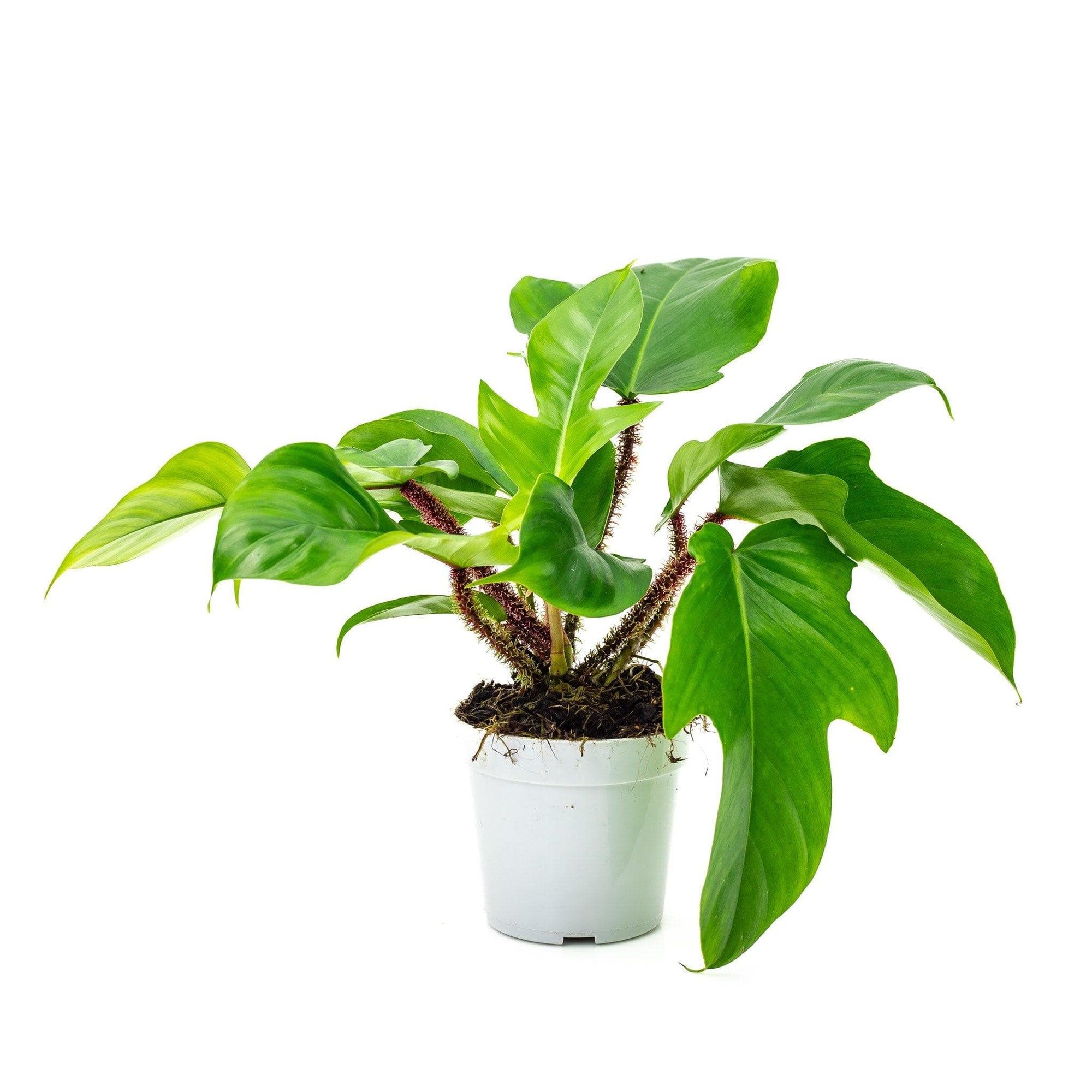 Red Bristle Philodendron - Green Fresh Florals + Plants