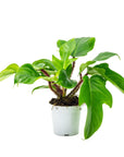 Red Bristle Philodendron - Green Fresh Florals + Plants
