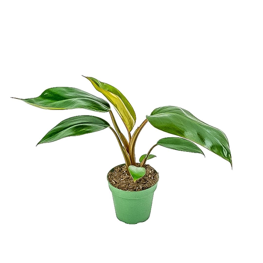 Red Congo Philodendron - Green Fresh Florals + Plants