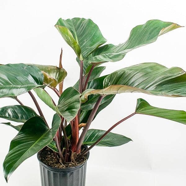 Red Congo Philodendron - Green Fresh Florals + Plants
