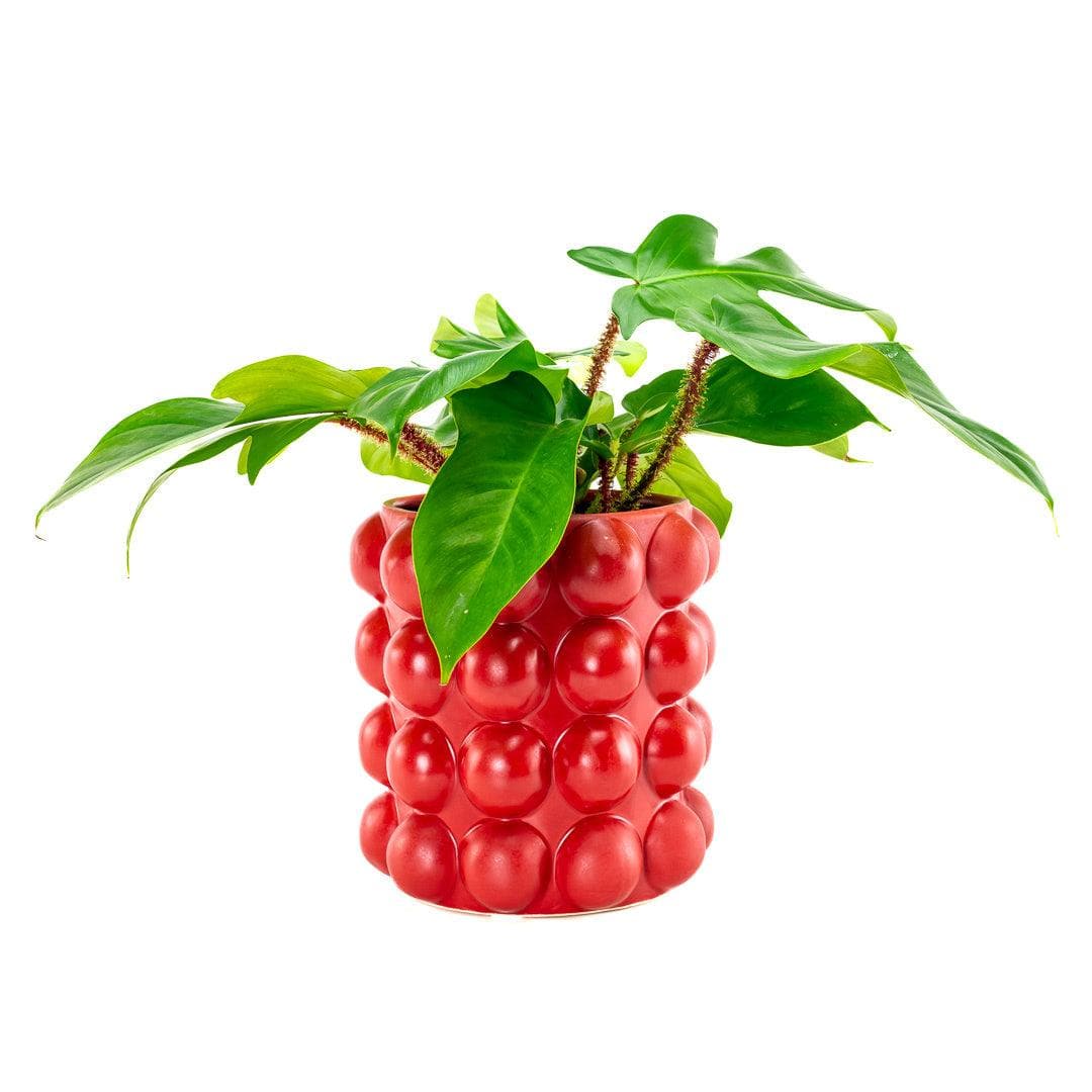 Red Hobnail Vase Green Fresh Florals + Plants