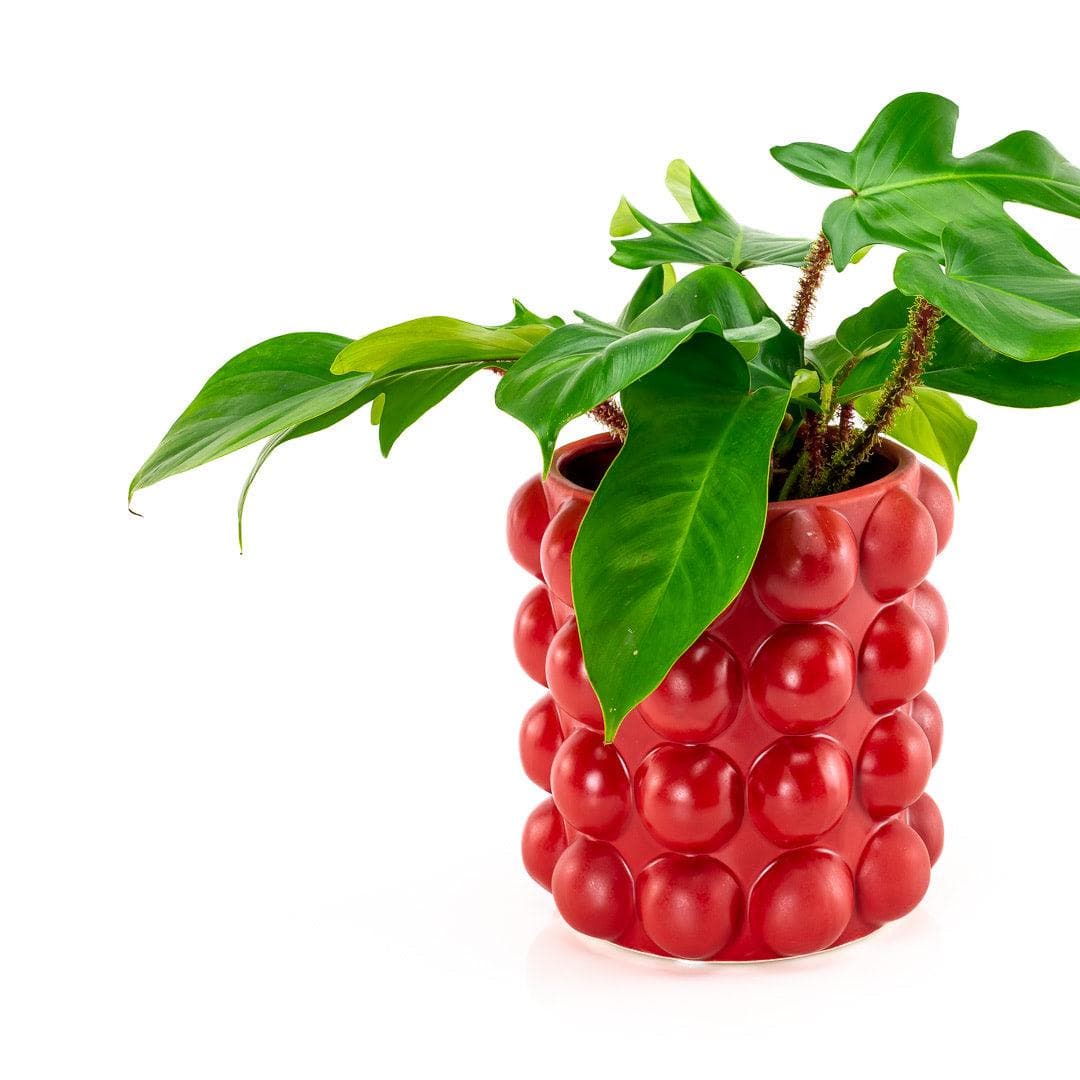 Shop Red Hobnail Vase online from Green Fresh Florals + Plants
